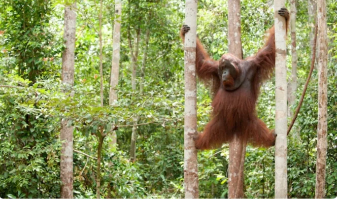 
					Ancaman Serius Fragmentasi Habitat dan Kerugian Ekonomi Akibat Hilangnya Biodiversitas Nusantara