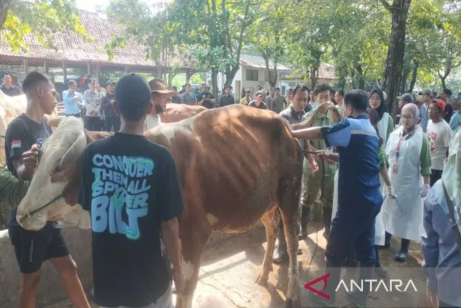 
					DP3 Sleman optimistis kekurangan 5.381 hewan kurban dapat terpenuhi jelang Idul Adha 2026
