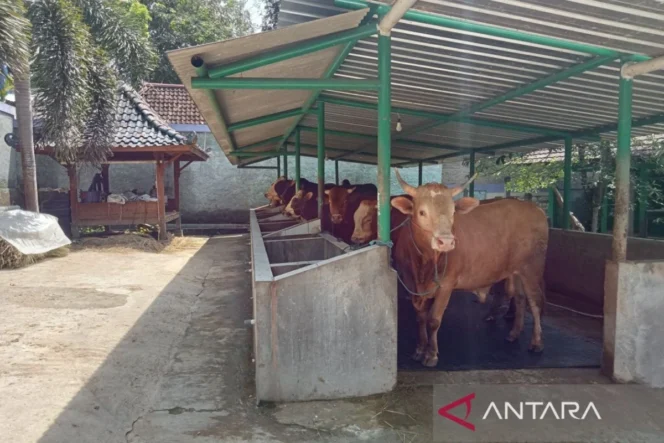 
					DPKP DIY Pastikan Stok Hewan Kurban Aman dan Sehat dengan Dua Kabupaten Menjadi Tulang Punggung Pasokan