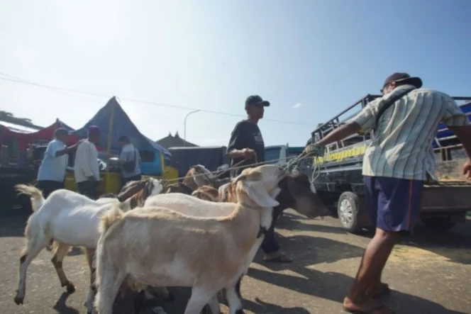 
					Kabupaten Gunungkidul Siap Jadi Lumbung Hewan Kurban untuk Wilayah DIY Jelang Idul Adha 1447 Hijriah