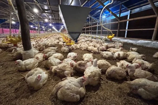 
					Kementerian Pertanian Pastikan Stabilisasi Harga Ayam Hidup demi Lindungi Ekonomi Peternak Rakyat