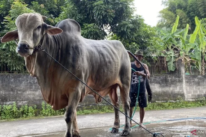 
					Mbah Iran, sapi seberat satu ton milik peternak asal Bantul terpilih menjadi hewan kurban Presiden Prabowo Subianto