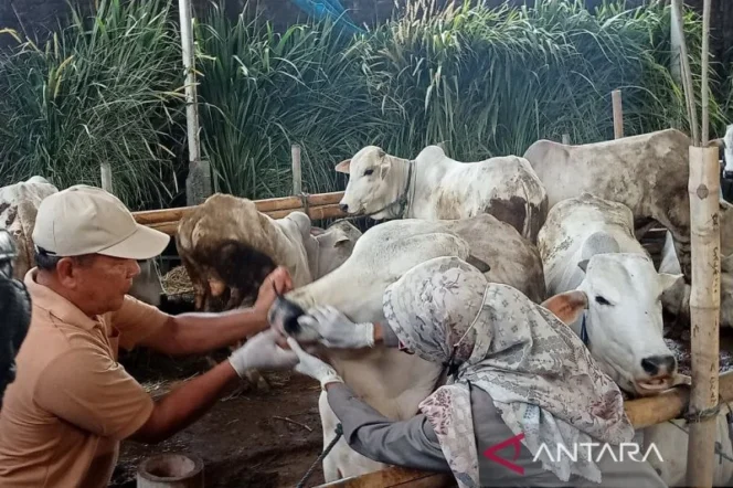 
					Pemkab Bantul Pastikan 466 Hewan Kurban Terinfeksi Fasciola Tetap Layak Konsumsi dengan Penanganan yang Tepat