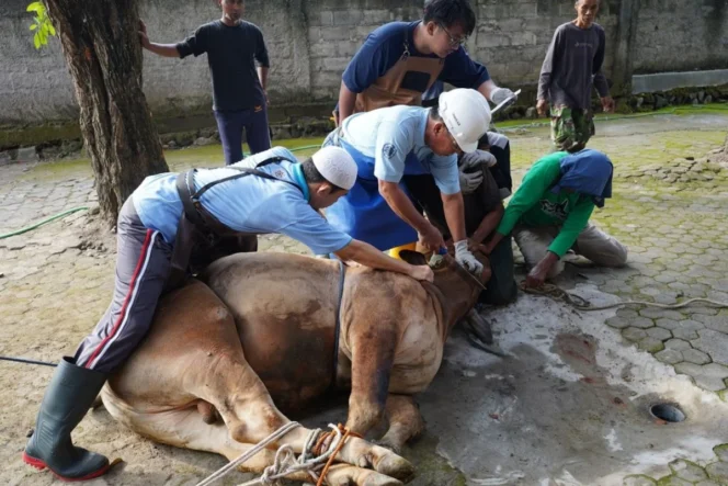 
					Pentingnya Implementasi Kesejahteraan Hewan dalam Praktik Penyembelihan Kurban untuk Menjamin Keamanan dan Kualitas Pangan