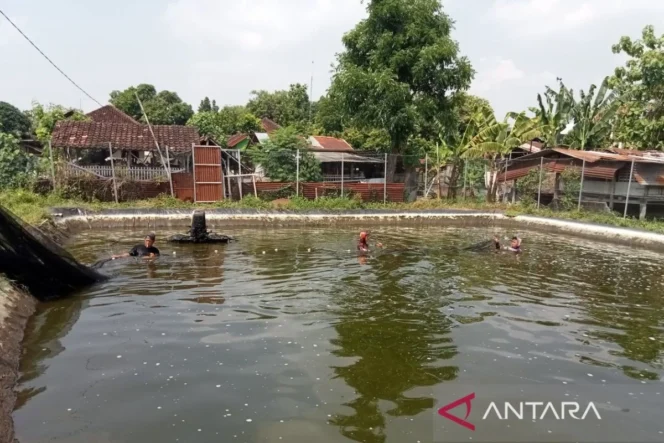 
					Peternak Ikan Patin Bantul Perkuat Ketahanan Pangan Melalui Pasokan Bahan Baku Makan Bergizi Gratis