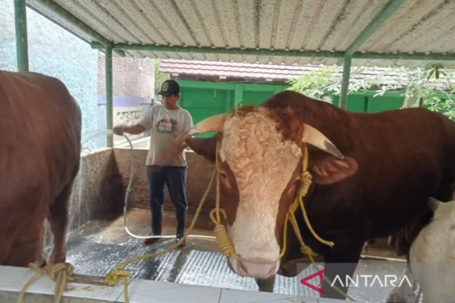 
					Presiden Prabowo Subianto Beli Sapi Kurban Seberat 1,05 Ton dari Peternak Bantul untuk Idul Adha 1447 Hijriah