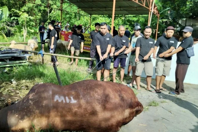 
					Sapi kurban seberat 1,1 ton bertuliskan TIW di Masjid Fatahillah hasilkan 700 kilogram daging untuk warga