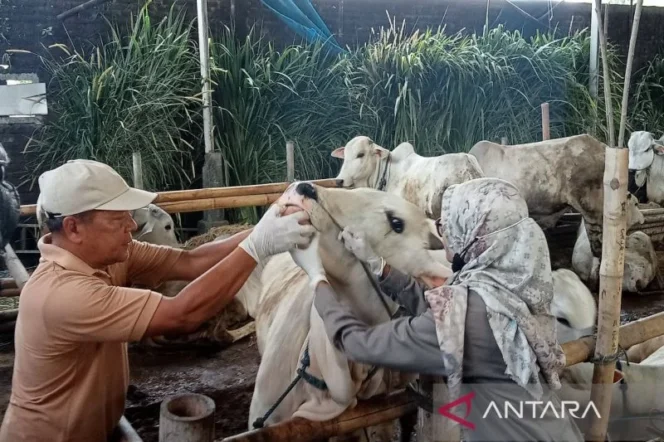 
					TPID DIY Pastikan Kenaikan Permintaan Hewan Kurban Menjelang Idul Adha 1447 H Tidak Memicu Inflasi Signifikan