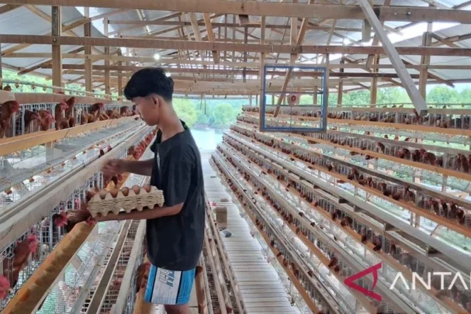 
					Wacana Investasi Asing pada Sektor Ayam Petelur Nasional Memerlukan Kajian Mendalam dan Strategis