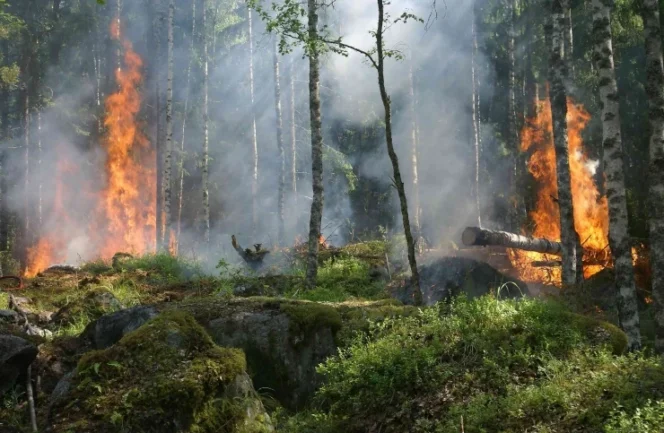 
					Waspada Ancaman El Nino 2026: Sinergi Tata Kelola dan Mitigasi Kebakaran Hutan di Indonesia