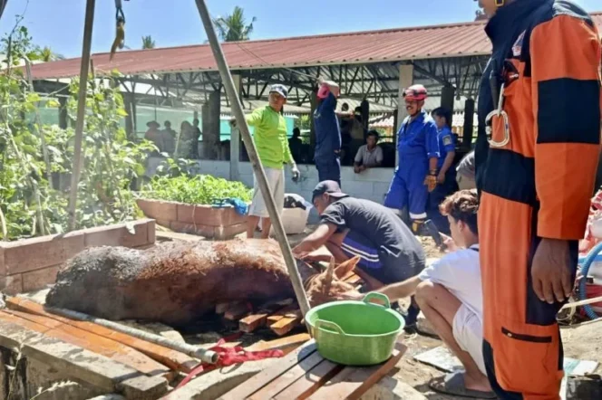 
					Aksi Heroik Tim Damkarmat Gunungkidul Evakuasi Sapi yang Terperosok ke Dalam Sumur Resapan