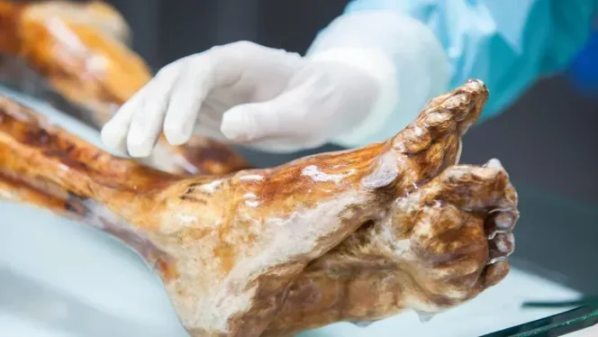 
					Eksperimen Mikrobiologi Kuno: Menghidupkan Kembali Ragi Berusia 5.300 Tahun dari Mumi Otzi untuk Inovasi Pangan Modern