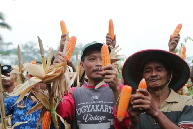 
					Mengubah Lahan Tidur Menjadi Lumbung Pangan: Kisah Sukses Petani Banyunganti Kulon Progo dalam Mengukir Prestasi Pertanian