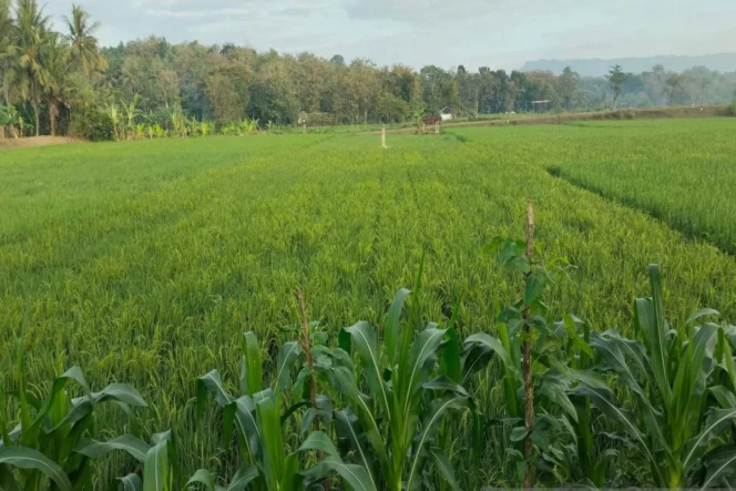 
					Pemkab Kulon Progo Upayakan Panen Maksimal Padi di Tengah Ancaman El Nino demi Menjaga Stabilitas Ketahanan Pangan Nasional