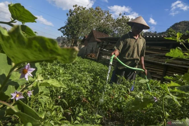 
					Petani ubah pola tanam hadapi musim kemarau di Bantul untuk menjaga ketahanan pangan dan ekonomi lokal
