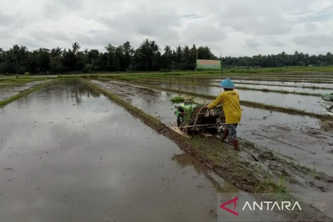 
					Transformasi Digital Sektor Pertanian Bantul: Meningkatkan Produktivitas di Tengah Penyusutan Lahan