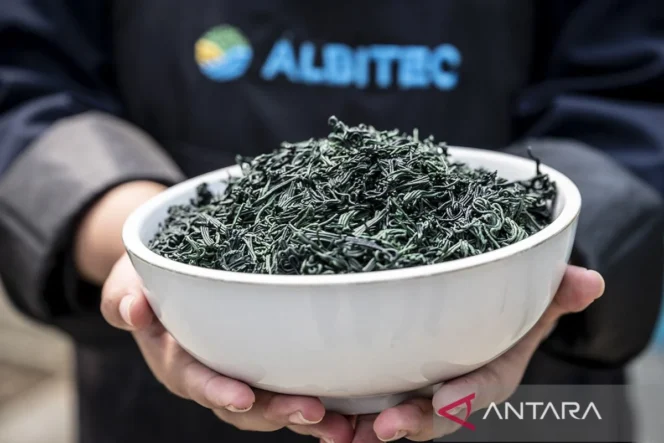 
					BRIN dorong spirulina jadi solusi pakan dalam akuakultur untuk wujudkan kemandirian industri perikanan berkelanjutan di Indonesia