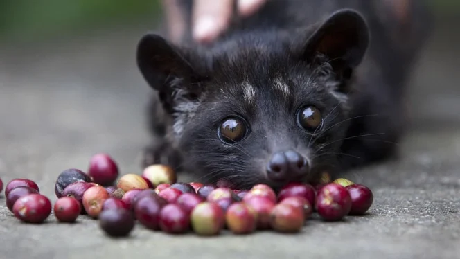 
					Dari Perut Luwak ke Cangkir, Begini Perjalanan Panjang Kopi Luwak yang Mendunia dan Eksklusif