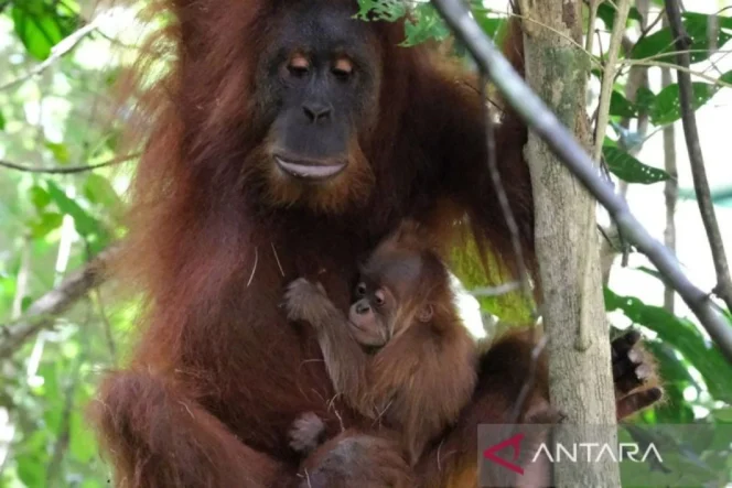 
					Data Terbaru Kemenhut Ungkap Populasi Orangutan Sumatera dan Tapanuli dalam Status Kritis