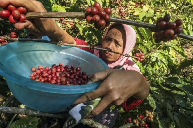 
					Kebangkitan Kopi Gunung Gambar: Menghidupkan Kembali Warisan Sejarah VOC di Tanah Gunungkidul