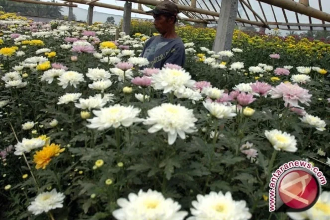 
					Pesona Agrowisata Gerbosari Mengangkat Ekonomi Lokal Melalui Budidaya Bunga Krisan di Kulon Progo