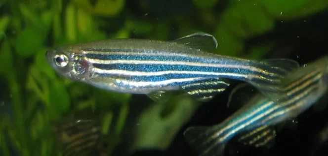 
					Zebrafish sebagai Model Riset Biomedis Masa Depan: Integrasi Biologi Eksperimental dan Analisis Bioinformatika di Fakultas Biologi UGM